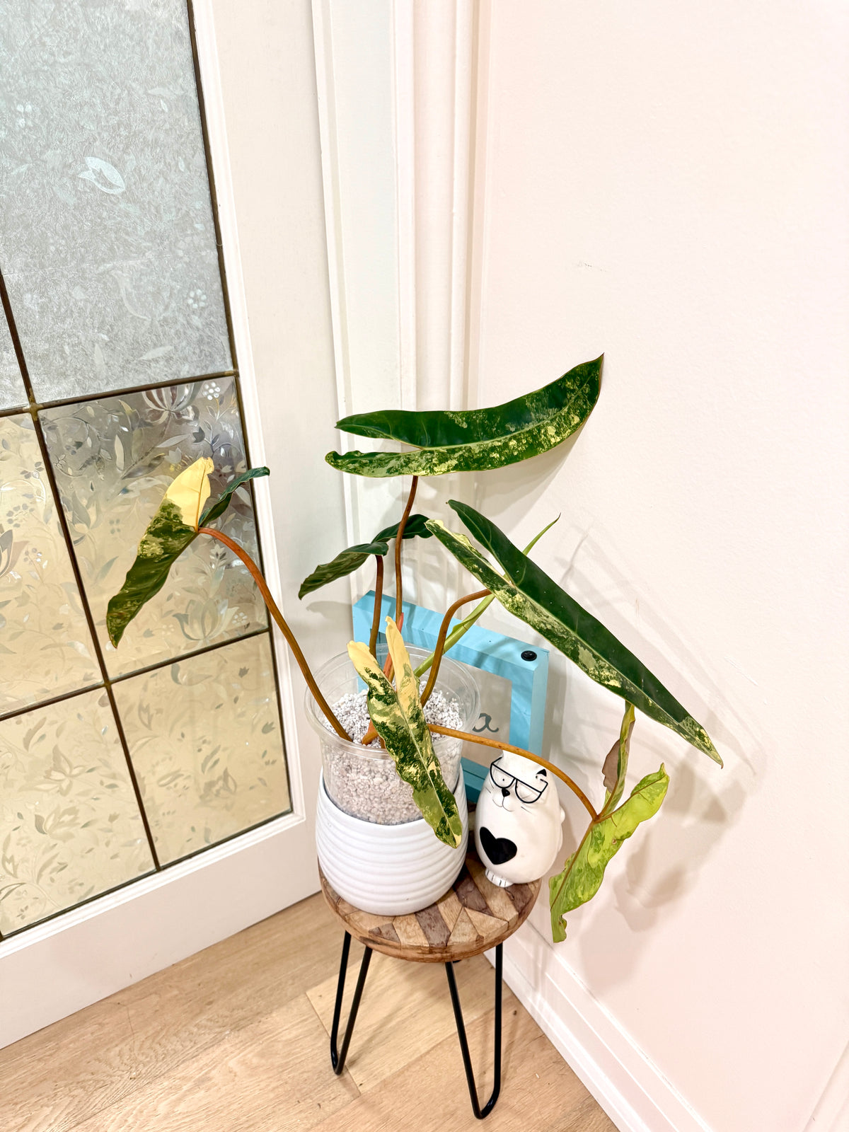 Philodendron Billietiae Variegated