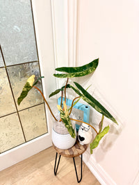 Philodendron Billietiae Variegated