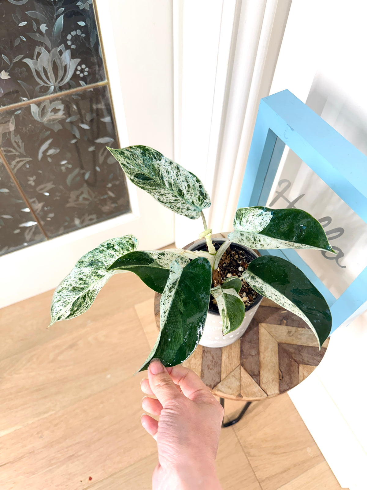 Philodendron Emerald Ice