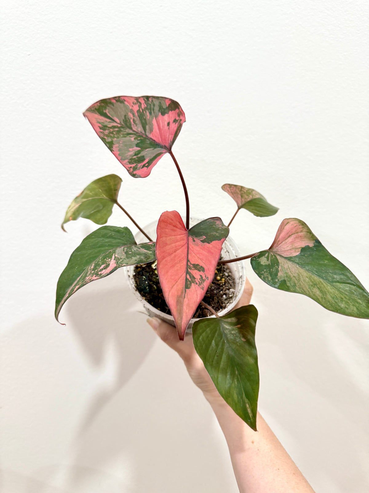 Homalomena Pink Diamond