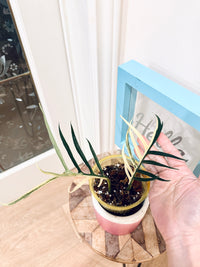 Philodendron Tortum Variegated