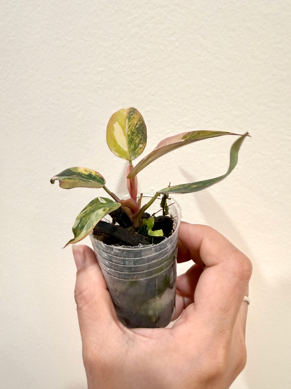 Philodendron Princess Tricolour