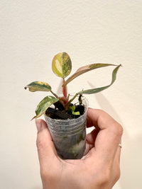 Philodendron Princess Tricolour