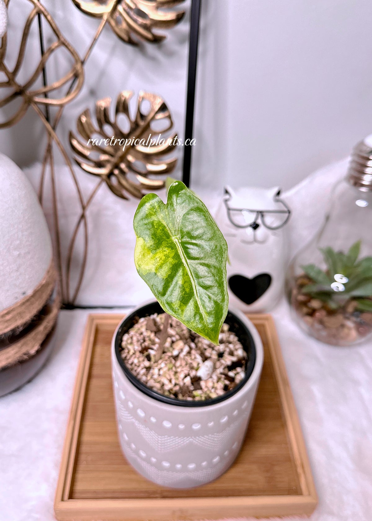 Alocasia Pseudo Sanderiana Aurea