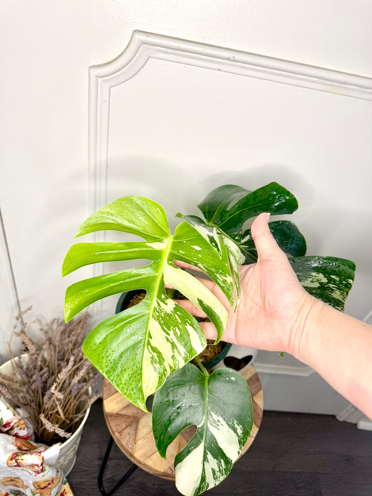 Monstera Mint