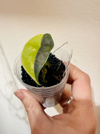 Alocasia Azlanii Aurea