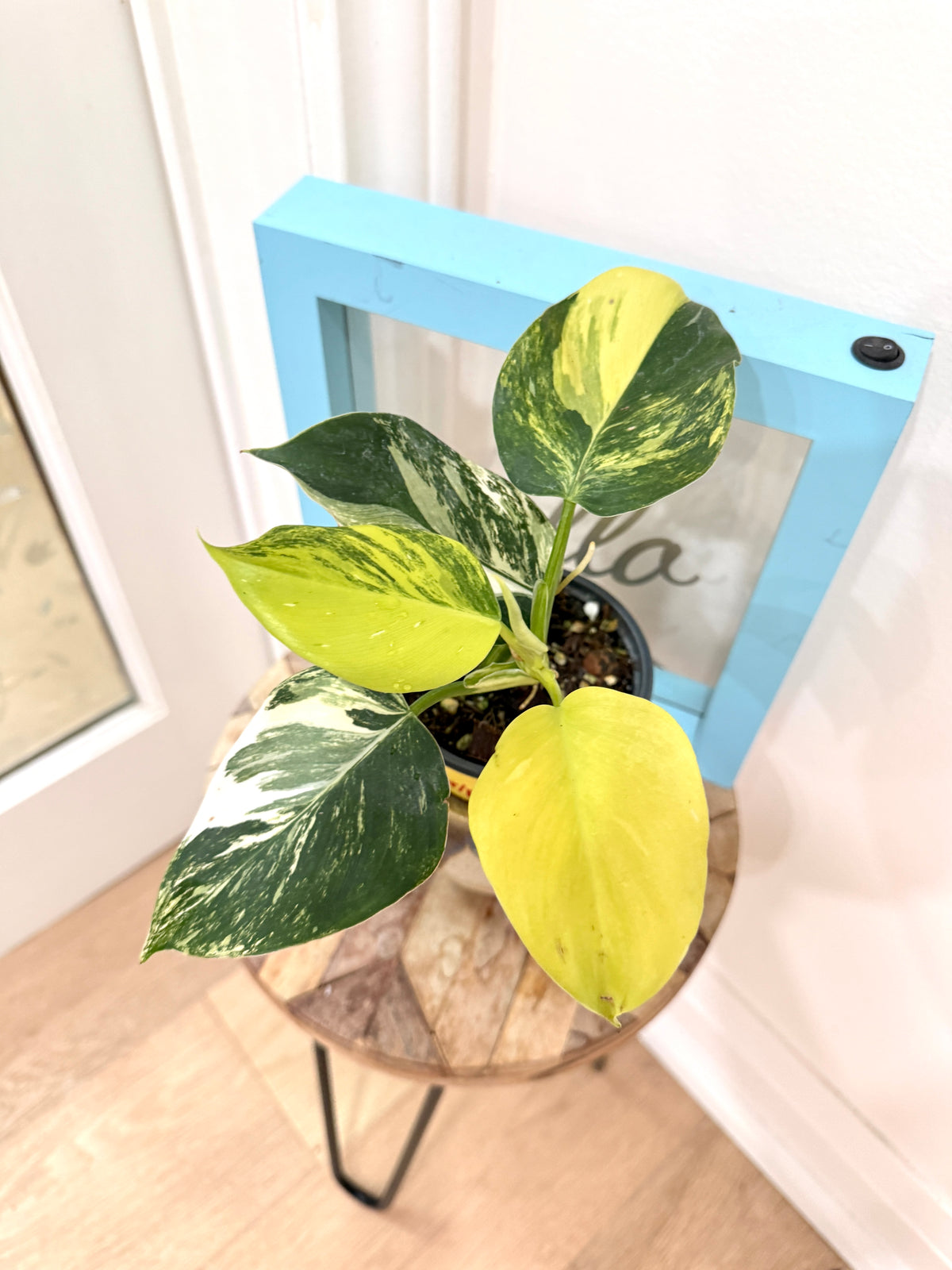 Philodendron White Wizard Tricolour