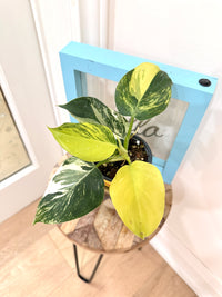 Philodendron White Wizard Tricolour