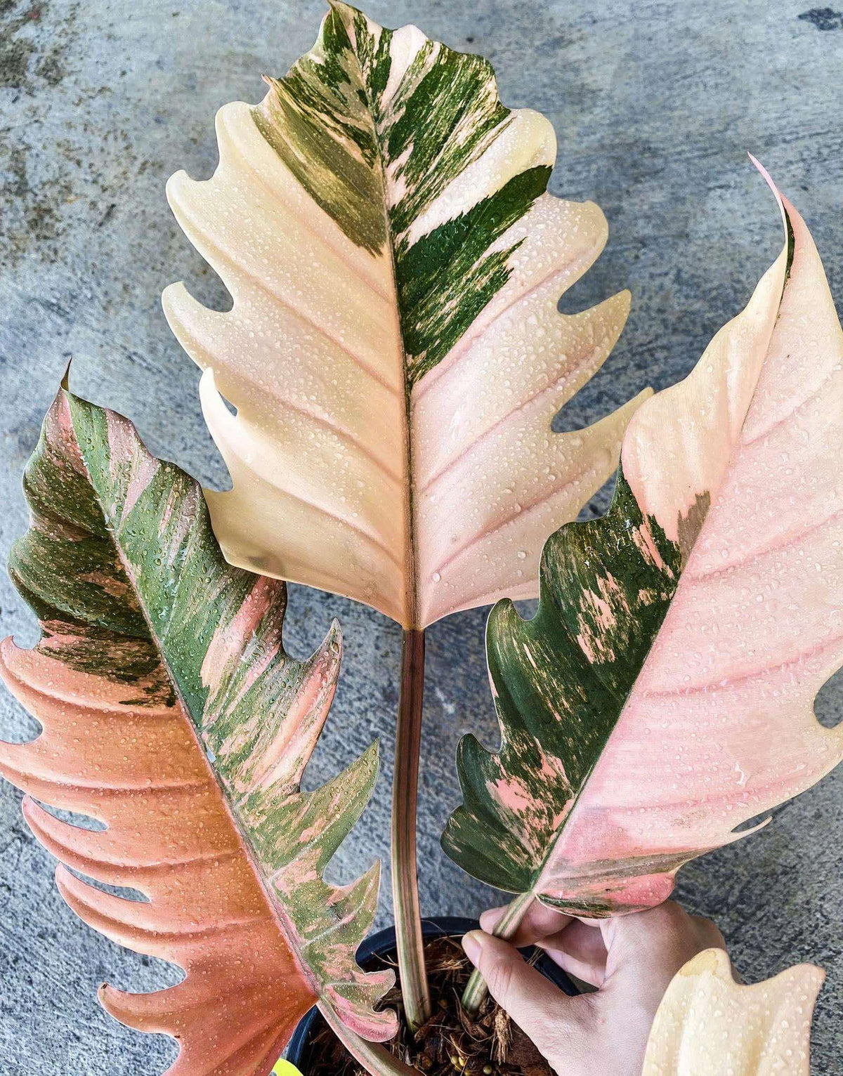 [PRE ORDER] PHILODENDRON CARAMEL MARBLE RED FIRE