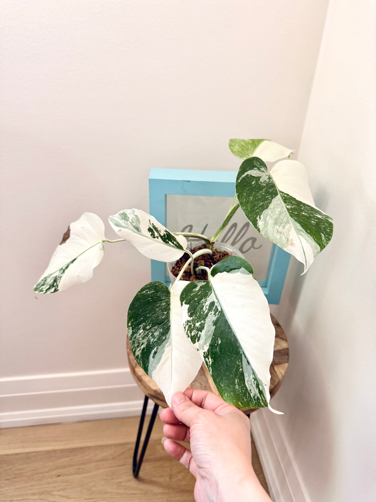 Monstera Albo