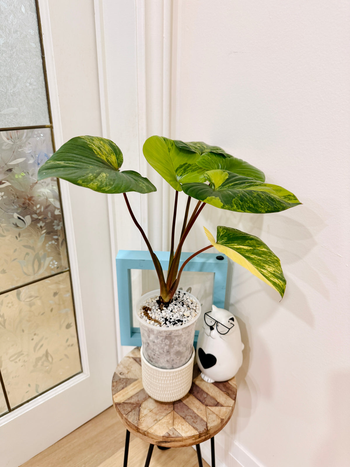Homalomena Rubescen Tricolour