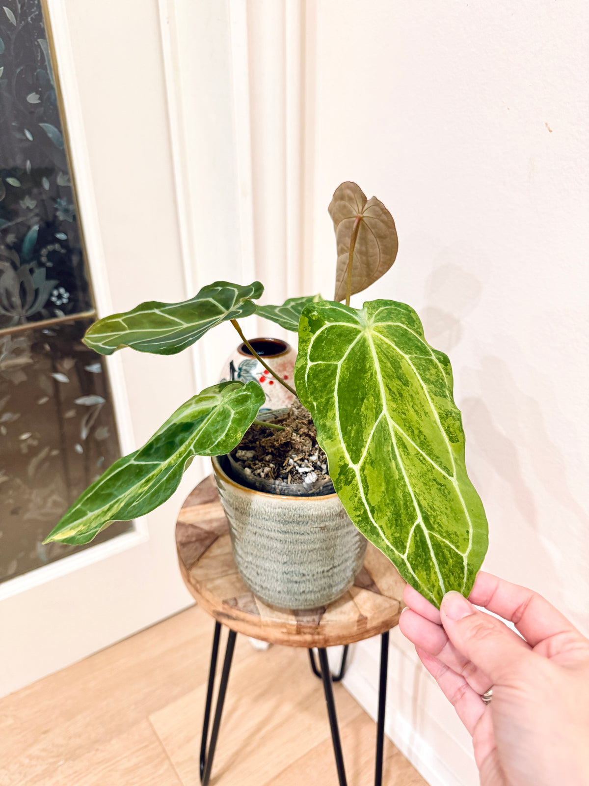 Anthurium Crystallinum x Forgetii Variegated