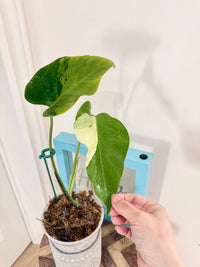 Monstera light lime