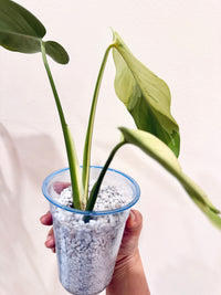 Monstera light lime