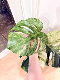 Monstera Jungle Mint