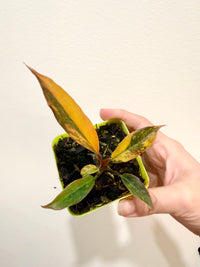 Philodendron Caramel Fire Tiger