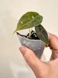Alocasia Azlanii Aurea