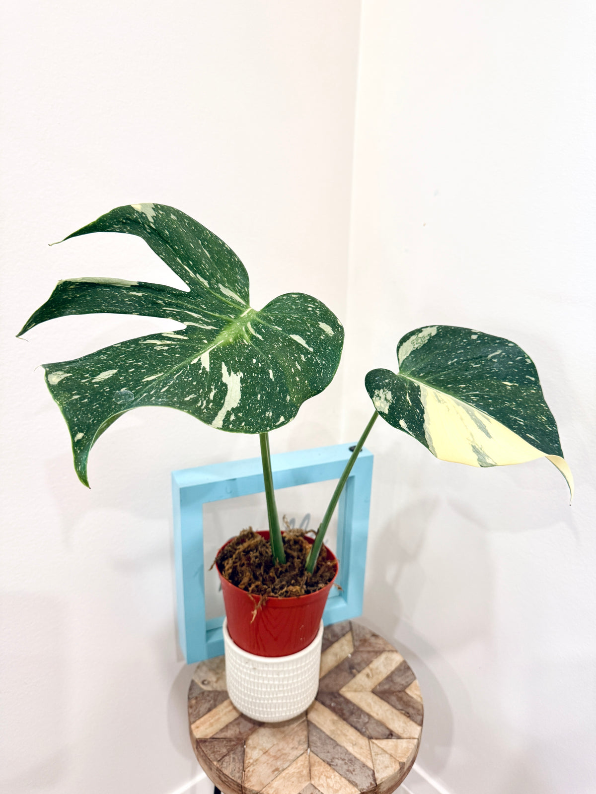 Monstera Medusa