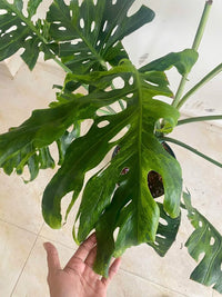 Monstera Ocean Green Mint