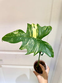 Philodendron Florida Beauty x Mayoi