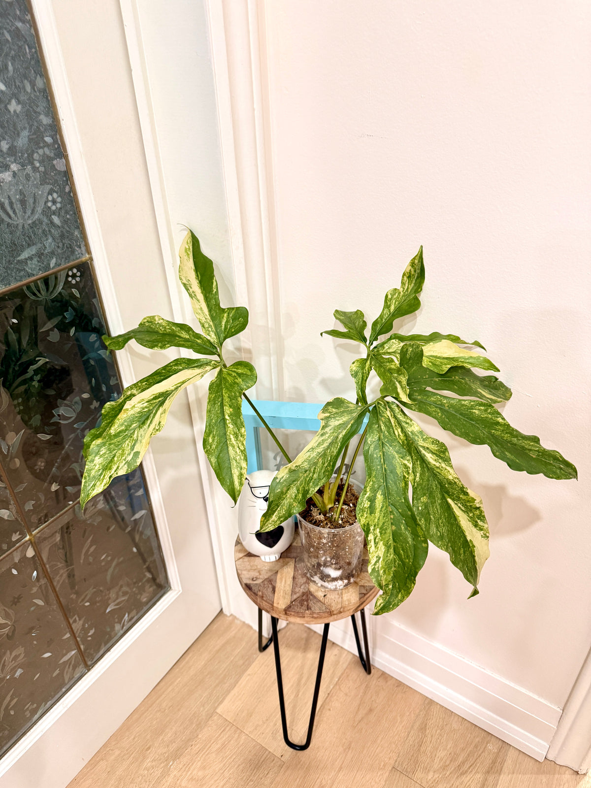 Anthurium clavigerum variegated