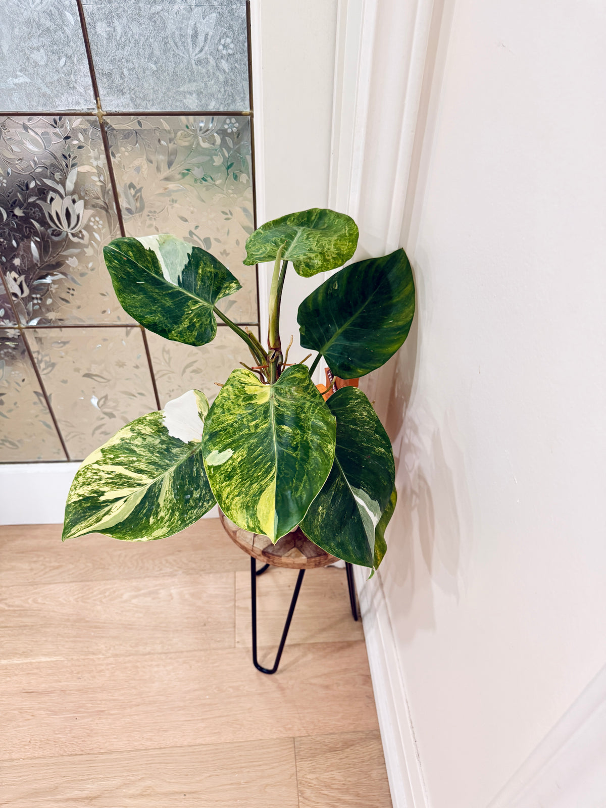 Philodendron White Wizard Tricolour