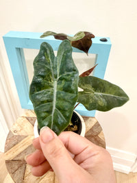 Alocasia Pseudo Pink