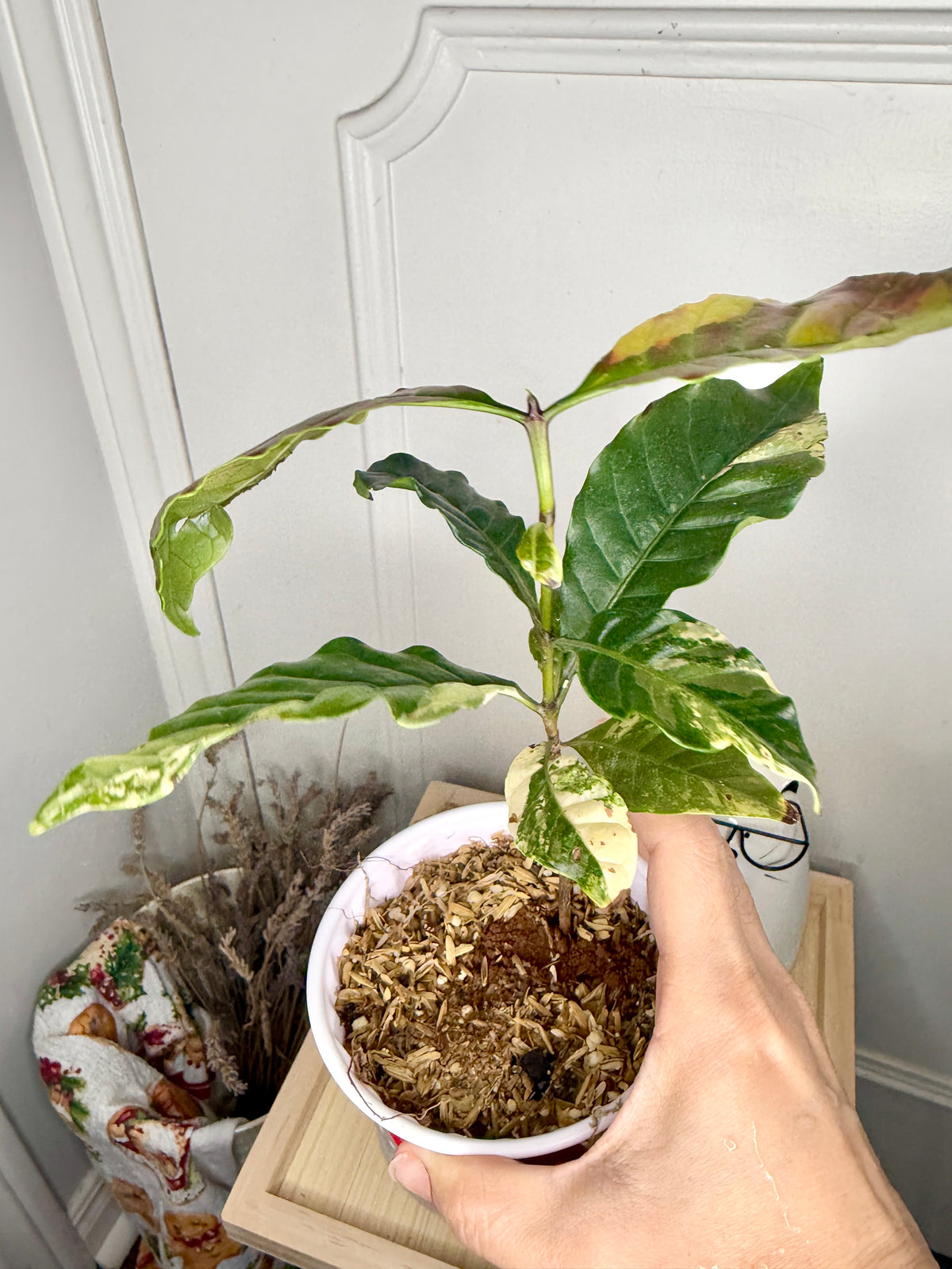 Arabica Coffee Tree Variegated