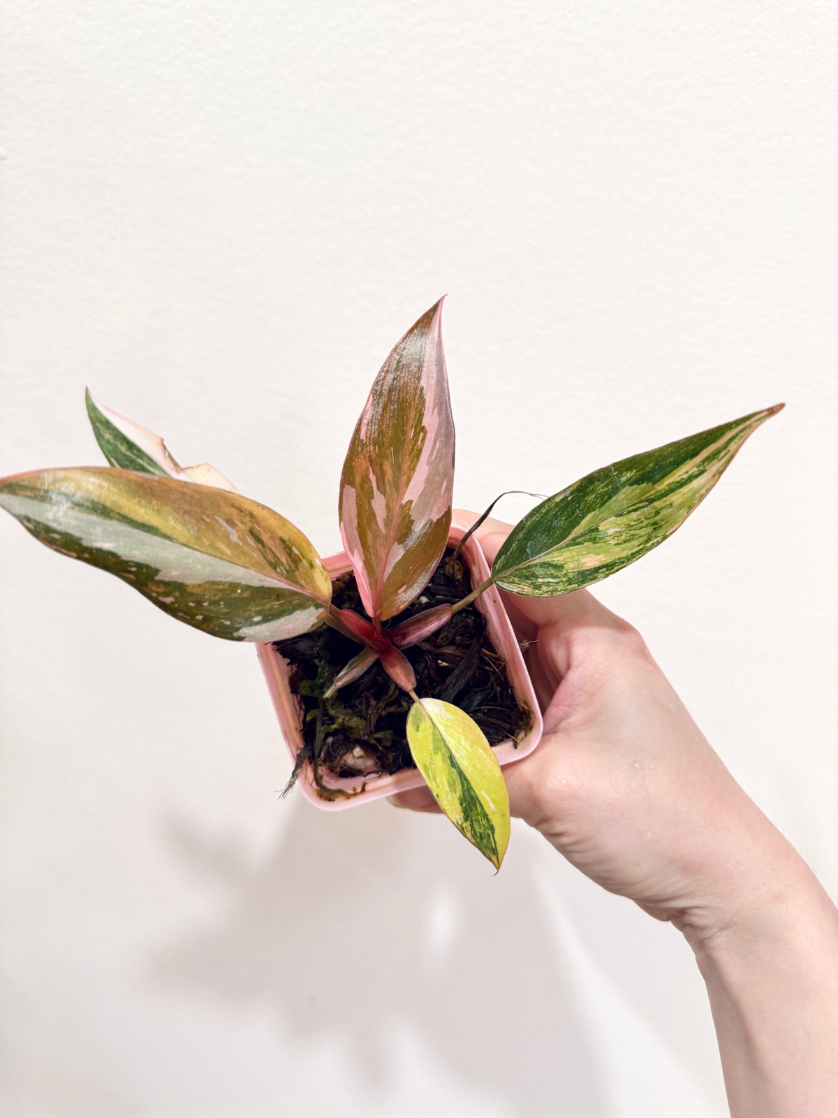 Philodendron Princess Tricolour