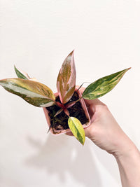 Philodendron Princess Tricolour