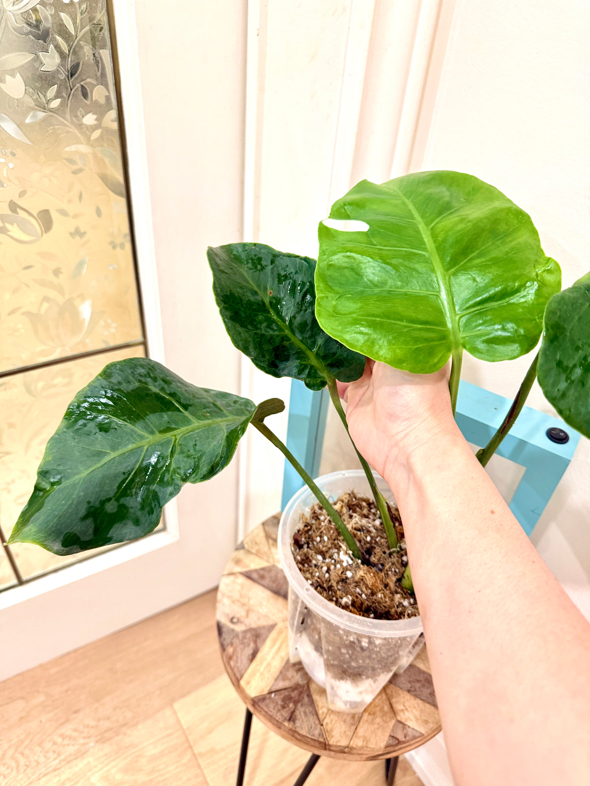 Monstera Zoombie