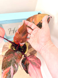 Philodendron Fire Princess