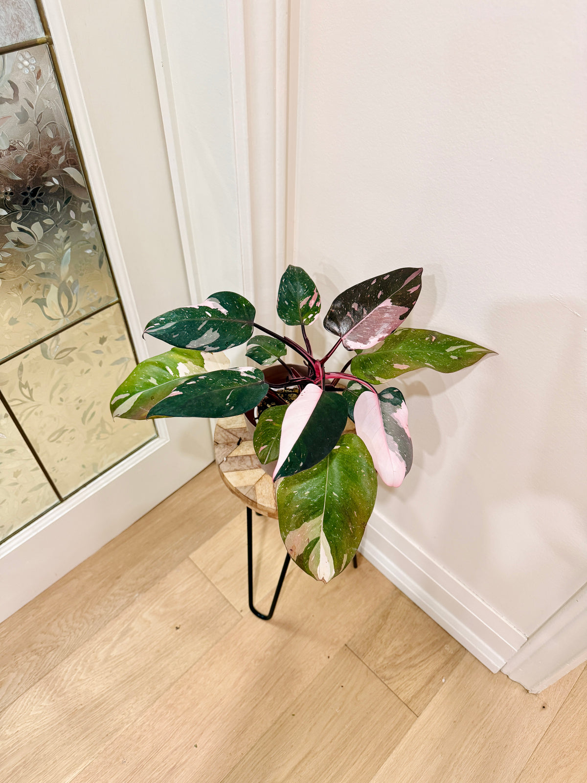 Philodendron Red Anderson Variegated