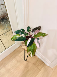 Philodendron Red Anderson Variegated