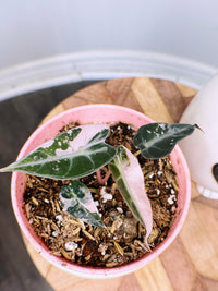 Alocasia Bambino Pink