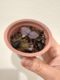 ZZ Plant combo of 3