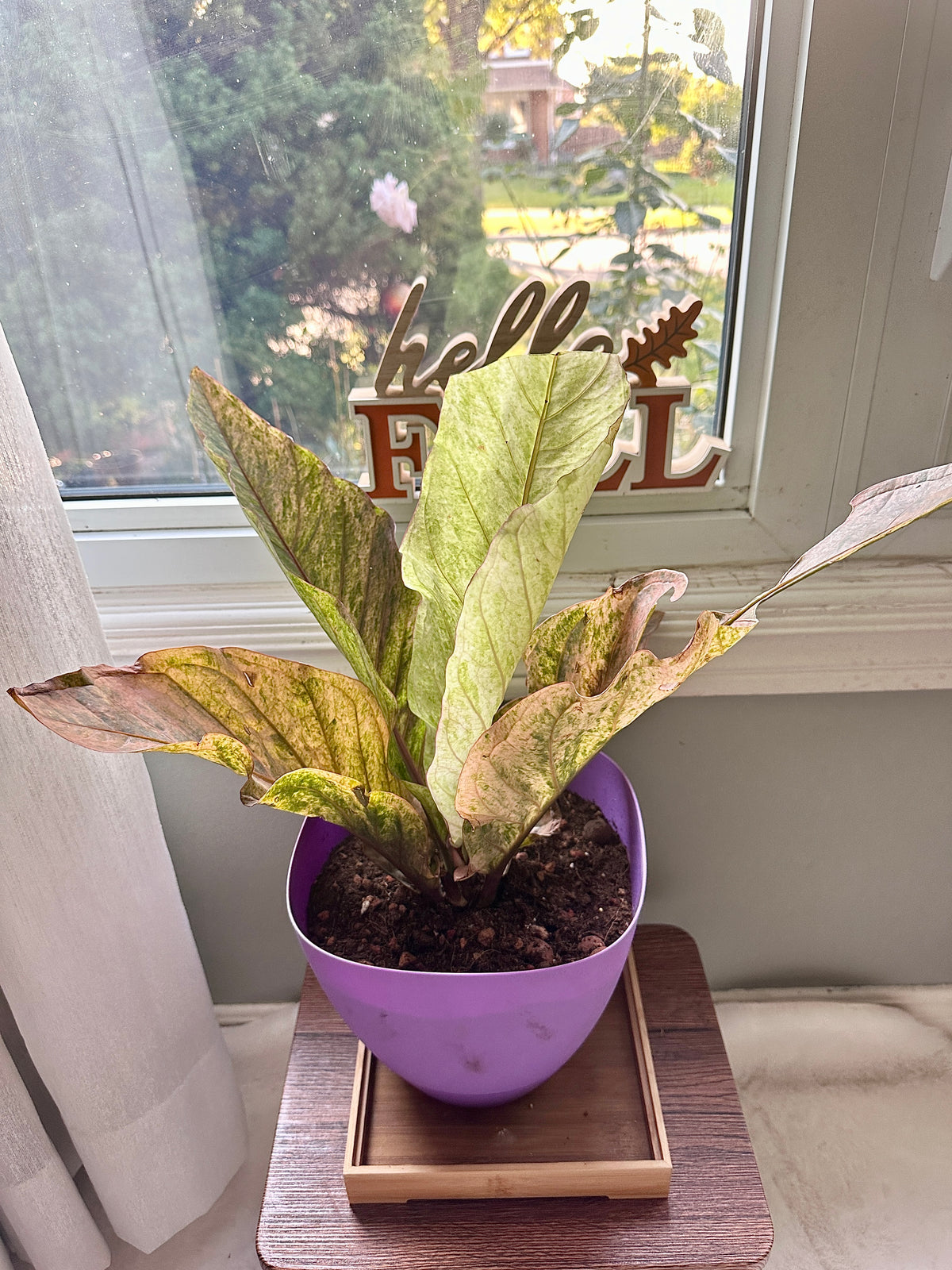 Anthurium Hookeri Pink Variegated