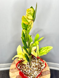 ZZ Yellow Plant/ Zamioculcas Zamiifolia Yellow Variegated
