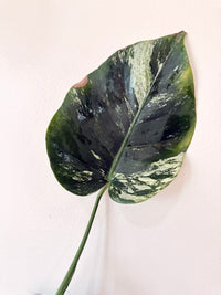 Monstera Jungle Mint