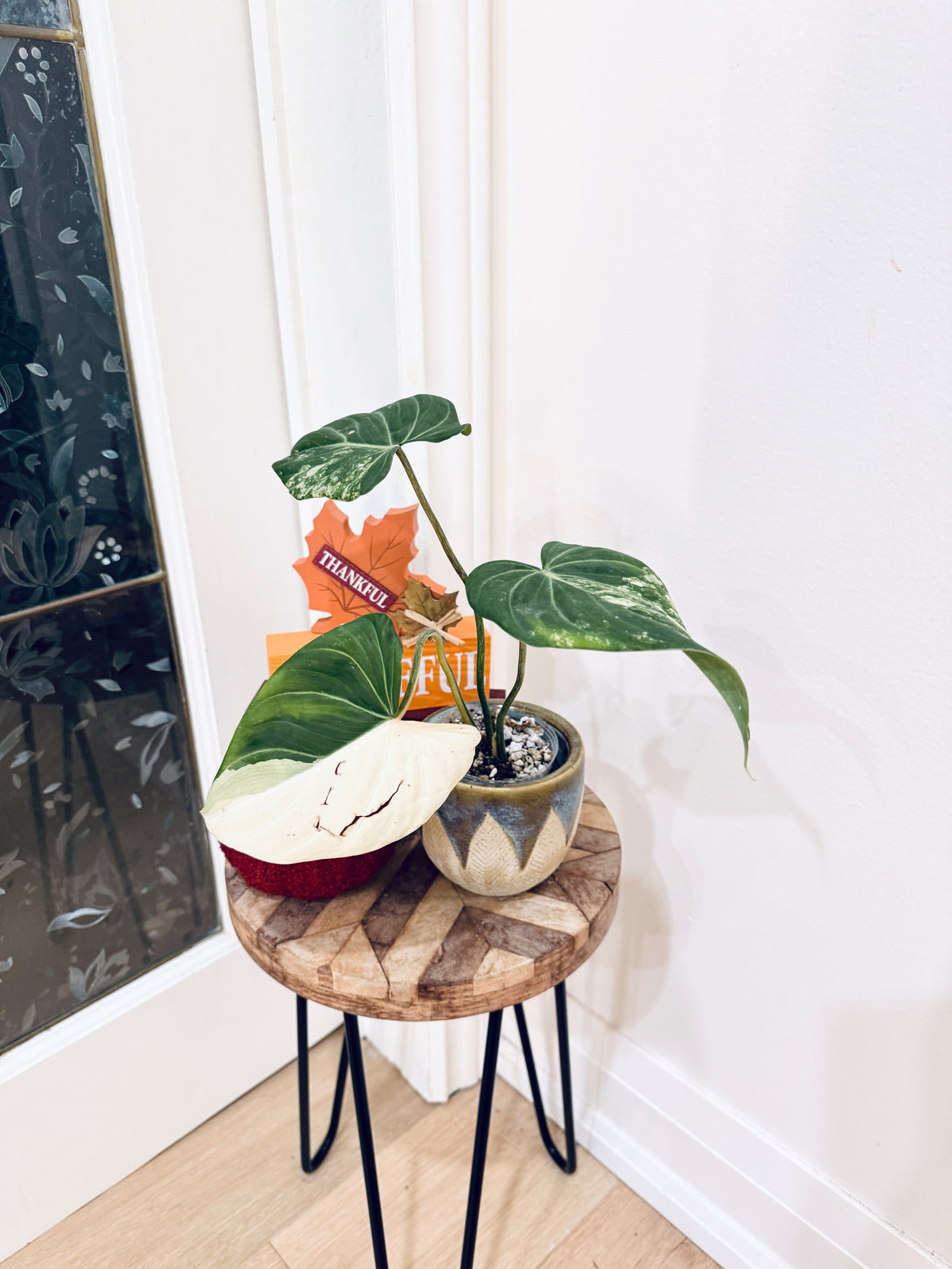 Philodendron Gloriosum Albo