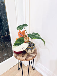 Philodendron Gloriosum Albo