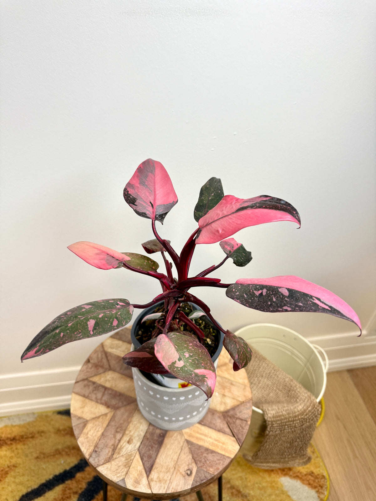 Philodendron Pink Princess Galaxy