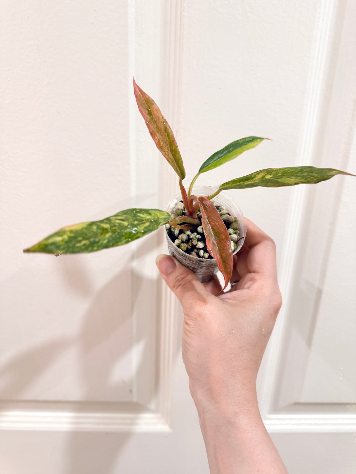 Philodendron Caramel Fire Tiger