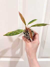 Philodendron Caramel Fire Tiger