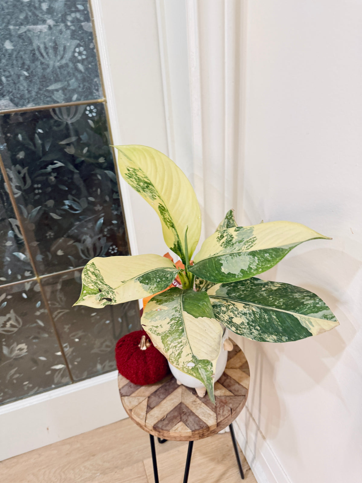 Variegated Dieffenbachia "Big Ben"