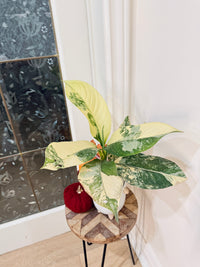 Variegated Dieffenbachia "Big Ben"