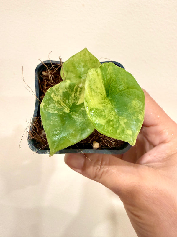Alocasia Nebula Aurea Variegated