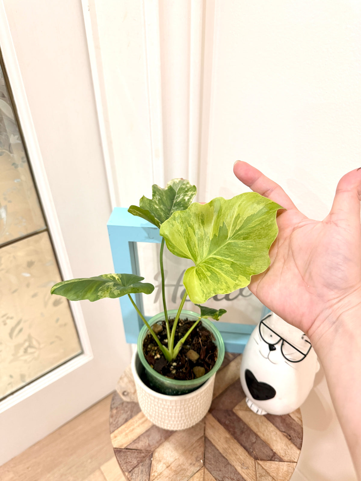 Philodendron Selloum Variegated