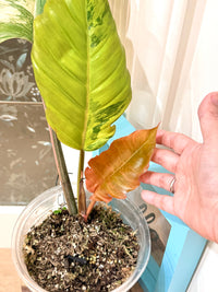 Philodendron Caramel Marble