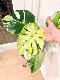 Monstera Deliciosa White Tear